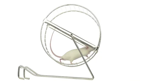 White mouse running in a running wheel in slow motion Stock Footage 28564924