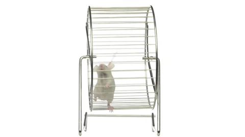 3+ Thousand Cage Mouse Trap Royalty-Free Images, Stock Photos & Pictures