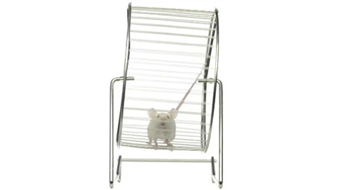 White mouse running in a running wheel in slow motion Stock Footage 28570051