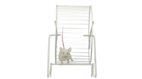 White mouse running in a running wheel Stock Footage 28571342