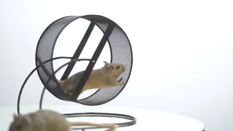 White mouse is running in the running wheel in the corner is visible one more 動画素材 79901722