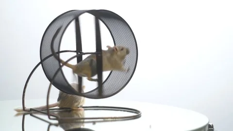 White mouse runs on the running wheel until she gets bored, slow motion Stock Footage 79902657