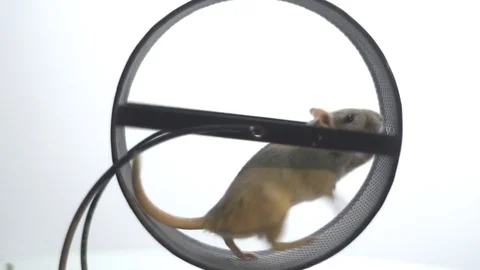White mouse with small paws runs in the running wheel, slow motion Stock Footage 79904151