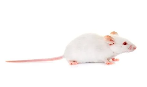 White mouse in studio Stock Photos