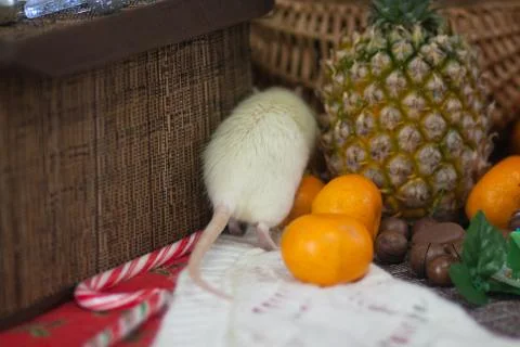 White mouse on the table with fruit. The rat runs away. Mouse. Stock Photos