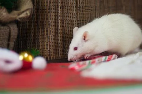 White mouse on the table. White rat eats candy. Decorative rat. Stock Photos