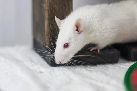 White mouse under the table. White rat. Decorative animals. Fotos Stock