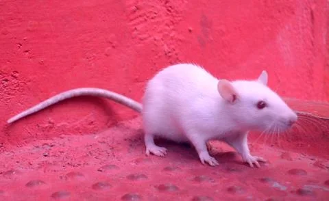 White mouse is watching Stock Photos