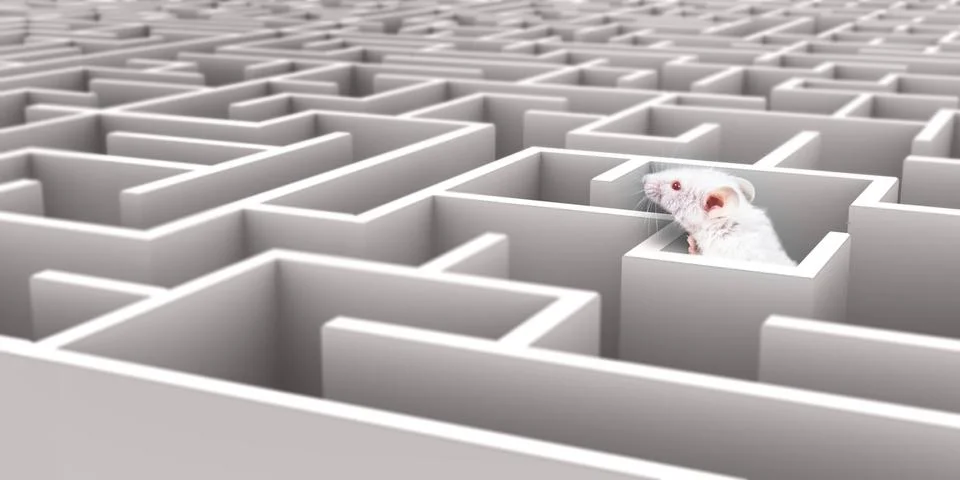 White Mouse in White maze looking over walls Stock Photos