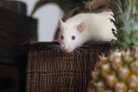 White mouse. White rat. The mouse ran away. Rat in the box. Stock Photos