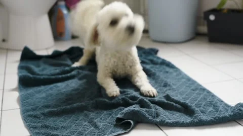 White movable Bichon Frise wiping off after taking a bath Stock-Footage 313300973