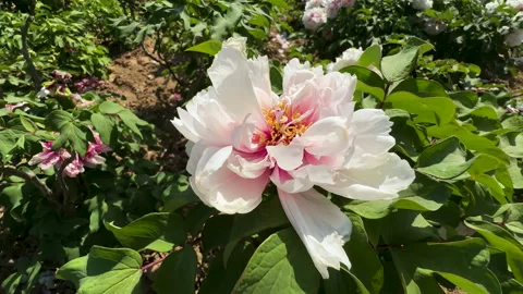 White mudan flower or tree peony (Paeonia × suffruticosa) Stock Footage 306825489
