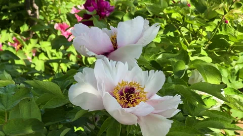 White mudan flower or tree peony (Paeonia × suffruticosa) Stock Footage 306828826