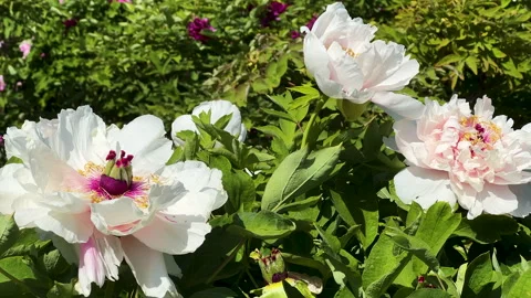 White mudan flower or tree peony (Paeonia × suffruticosa) Stock Footage 306829742