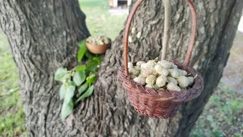 White Mulberries in basket 스톡 동영상 165857199