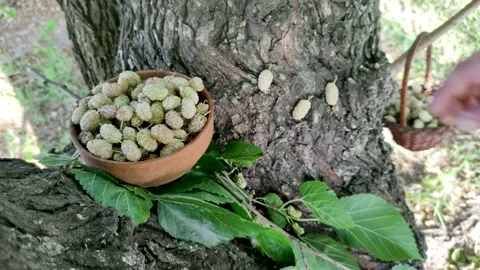 White Mulberries in pot 스톡 동영상 165856955