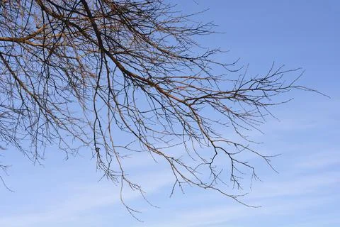 White mulberry Stock Photos