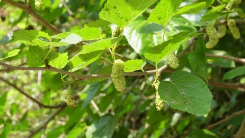 White Mulberry trees 스톡 동영상 332588651