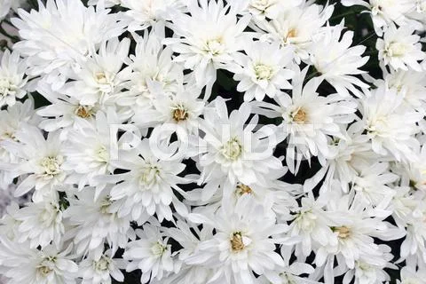 White mums bouquet Stock Photos