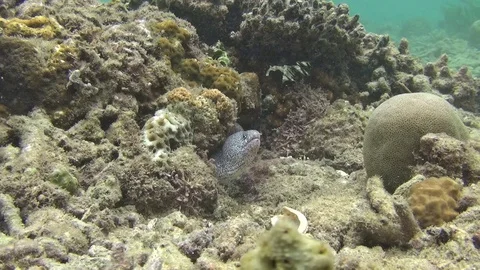 White muray in the lembeh strait Video stock 102906215