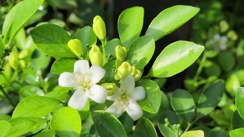 White Murraya Blossom With Dew In Lush Garden Stock Footage 329730456