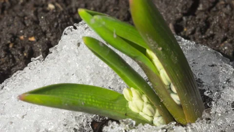 White Muscari flower, spring Video stock 201408409
