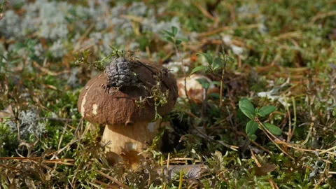 White mushroom boletus Stock Footage 139689955