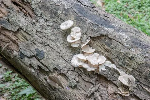 White Mushroom Colony on Decayed Bark Viewed from Above Stock Photos