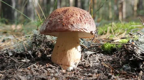 White mushroom cut with a knife in the woods. Stock Footage