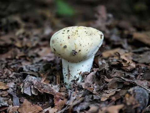 White mushroom emerging from damp leaf litter on forest floor with brown autumn Stock Photos