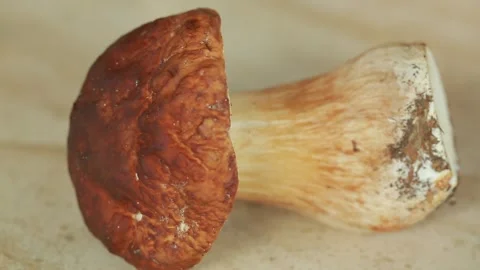 White mushroom Stock Footage 142656899