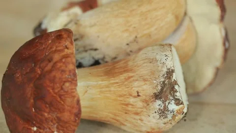 White mushroom Stock Footage 142656915