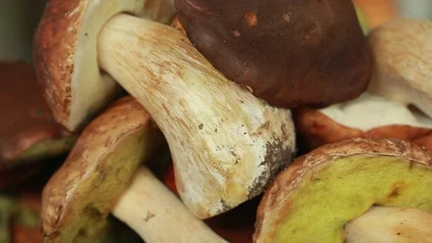 White mushroom Stock Footage 142657453