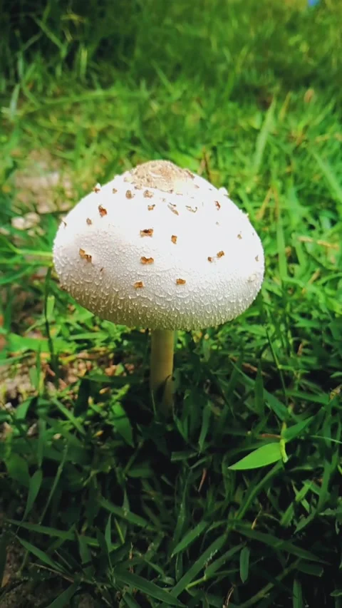 White mushroom Stock Footage 163094673