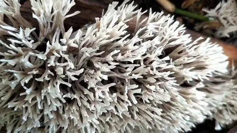 White mushroom Stock Footage 323060897