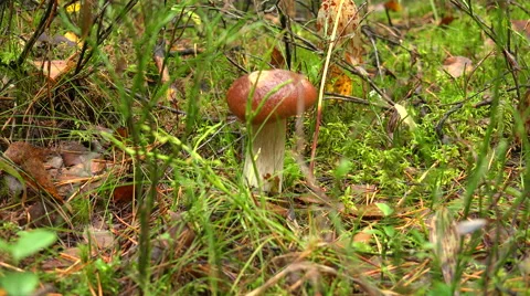 White mushroom in the forest. 4K. Stock Footage 42418643