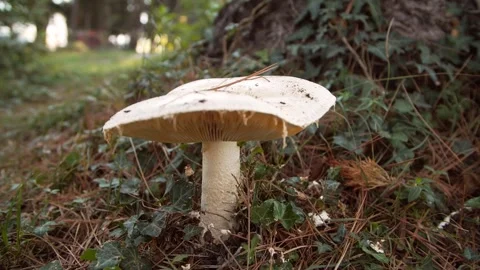 White mushroom in the forest against the background of green vegetation. Amazing Stock Footage 219690937