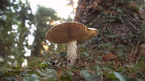 White mushroom in the forest against the background of green vegetation. Amazing Stock Footage 219904619