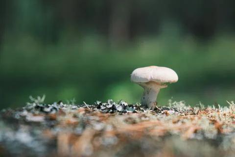 White mushroom in the forest. Close-up Stock-Fotos