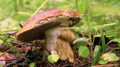 White mushroom in the forest Stockbeeldmateriaal 246591503