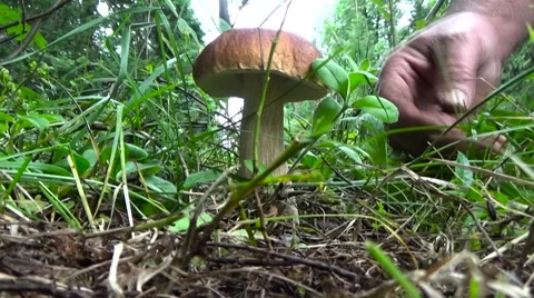White mushroom in the grass. Stock Footage 53809011