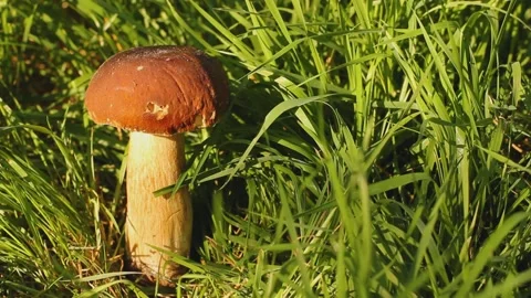 White mushroom in the grass Stock Footage 139614560