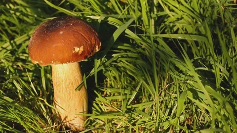White mushroom in the grass Stock Footage 139614601