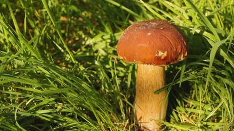 White mushroom in the grass Stock Footage 139622476