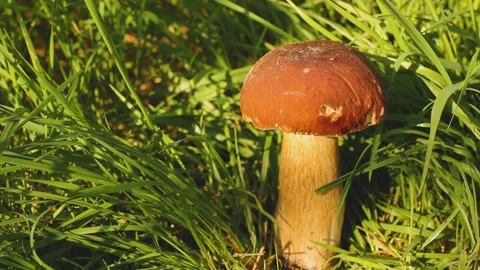 White mushroom in the grass Stock Footage 139622477