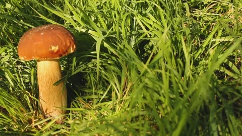 White mushroom in the grass Stock Footage 139622552