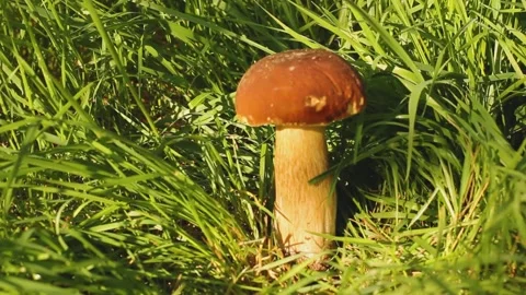 White mushroom in the grass Stock Footage 139622556