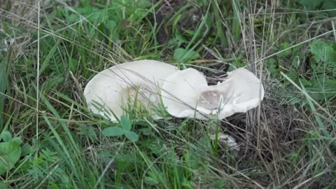 White mushroom on grass Stock Footage 302885217