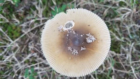 White mushroom in the ground Stock Photos