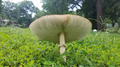 White mushroom in the ground Stock Photos